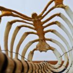 spinal cord