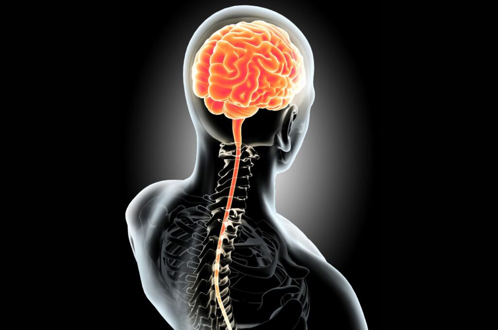Central Nervous System Connection